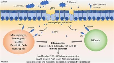 Gut Leakage of Fungal‐Related Products: Turning Up the Heat for HIV Infection